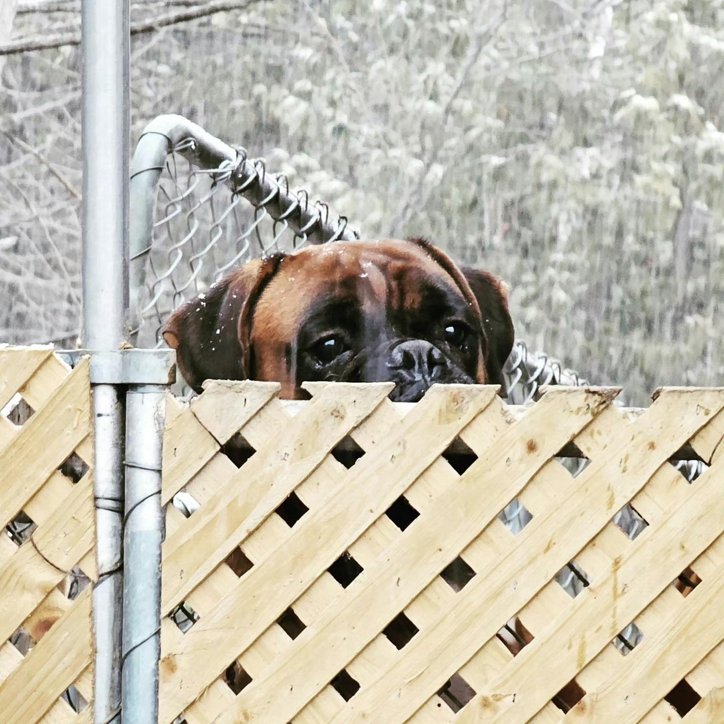 Boxer looking over the fence